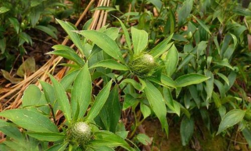 洁阴灵洗剂正确使用方法-洁阴灵洗剂用完要用清水洗吗、洁阴灵洗剂用完要用清水洗吗 -洁阴灵洗剂说明书网